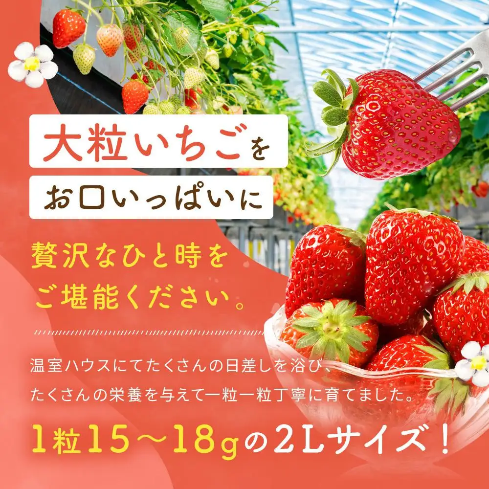 【2027年発送！先行予約】2Lサイズ 静岡いちご「紅ほっぺ」40粒　総重量約600ｇ　【20粒（約300ｇ）×2トレイ】 数量限定　人気　リピート多数