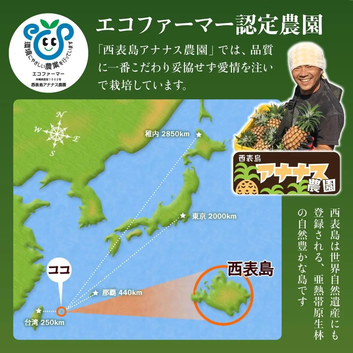 2027年 先行予約 パイナップル【JASオーガニック】ミニピーチ 3kg (7～8玉) 果物 フルーツ