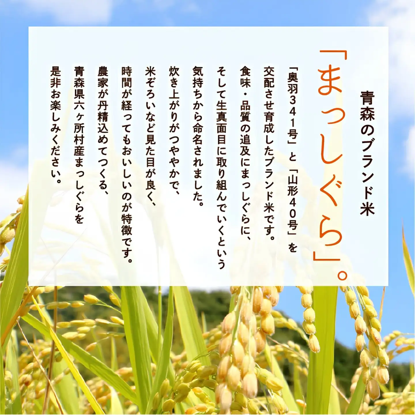 令和7年産 青森県 六ケ所村産 まっしぐら 玄米 10kg