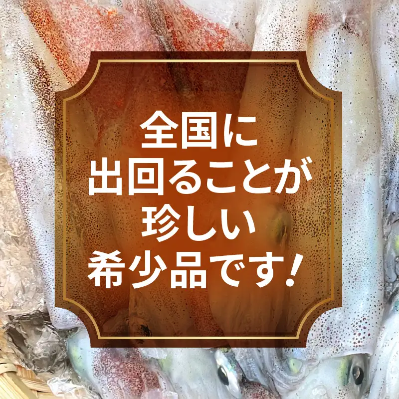 【先行予約】旬の美味しさ 天然 子持ちヤリイカ 500g 以上【2027年3月上旬以降順次発送予定】【子持ちやりいか】 [m36-a041]