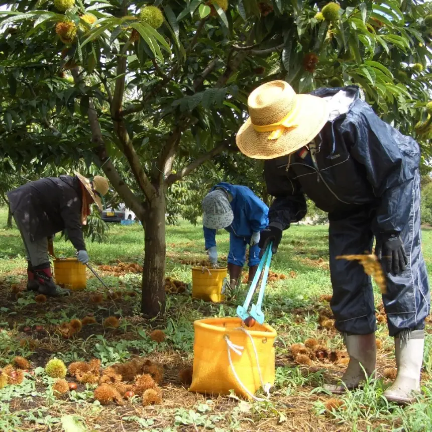 厳選 した 長野県産 の 栗 を 贅沢 に 使用! 栗きんとん 16個 | 株式会社戸田屋 