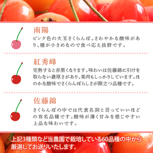 [先行受付] さくらんぼ 500g ×2 パック 美味しい 北海道 果物