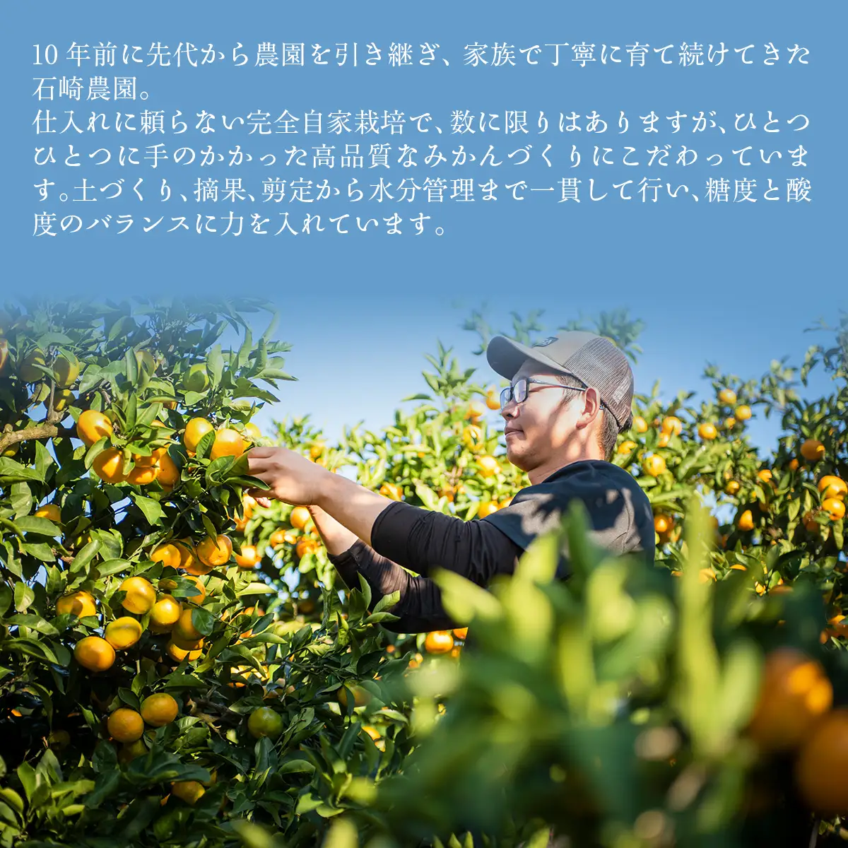 【先行予約】デコポン3kg ※離島への配送不可 （2027年2月10日より順次発送予定） IKTAG005
