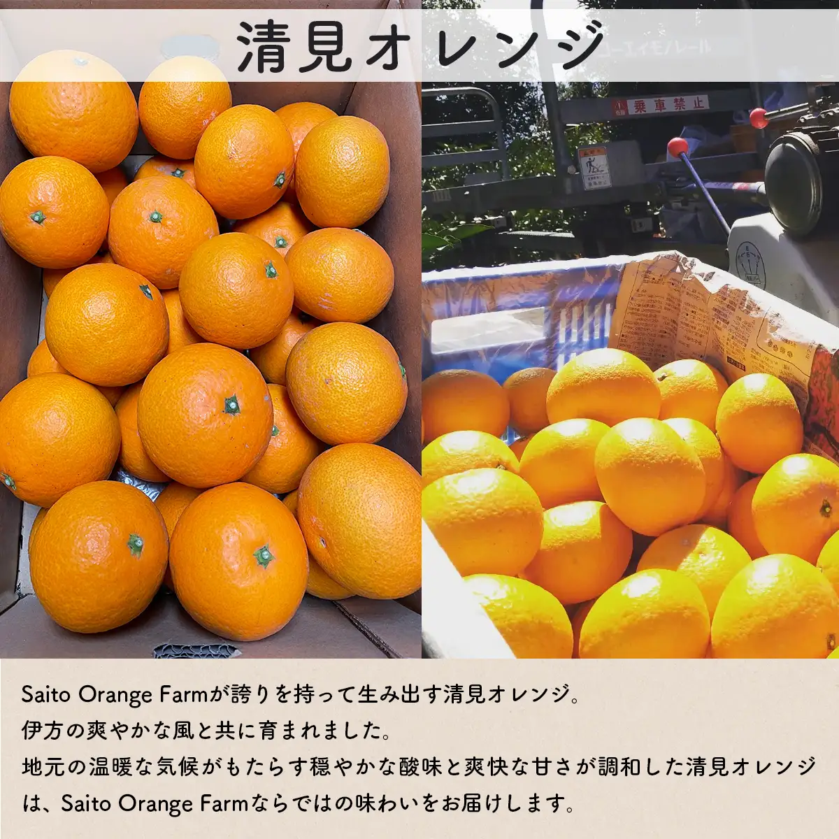 【先行予約】Saito Orange Farmの清見オレンジ3kg（2027年3月中旬頃より順次発送予定） IKTAQ006
