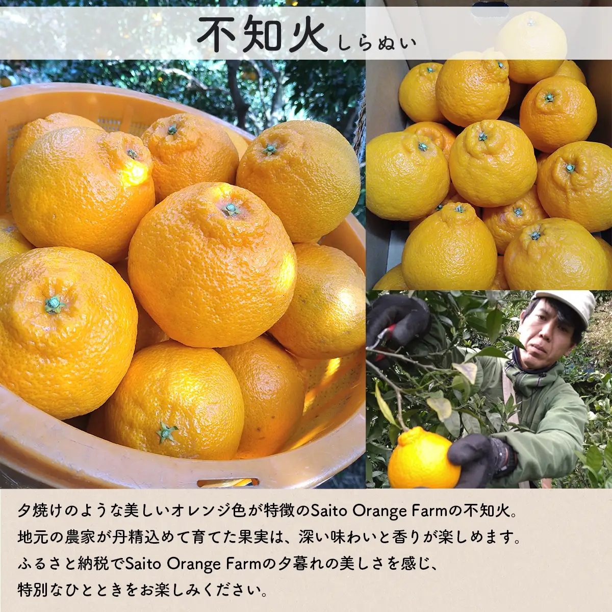 【先行予約】【お試し！】Saito Orange Farmの不知火4kg（2027年3月上旬頃より順次発送予定） IKTAQ014