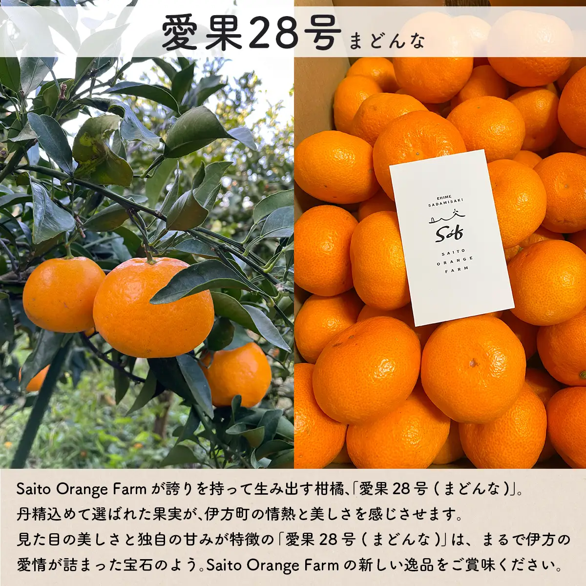 【先行予約】【数量限定】Saito Orange Farmの愛果28号（まどんな）3kg（2027年1月下旬頃より順次発送予定） IKTAQ017