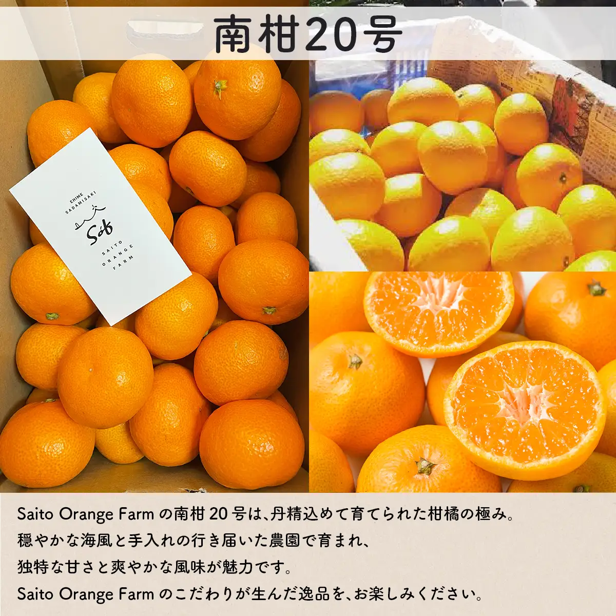 【先行予約】Saito Orange Farmの南柑20号10kg（2026年12月下旬頃より順次発送予定） IKTAQ019