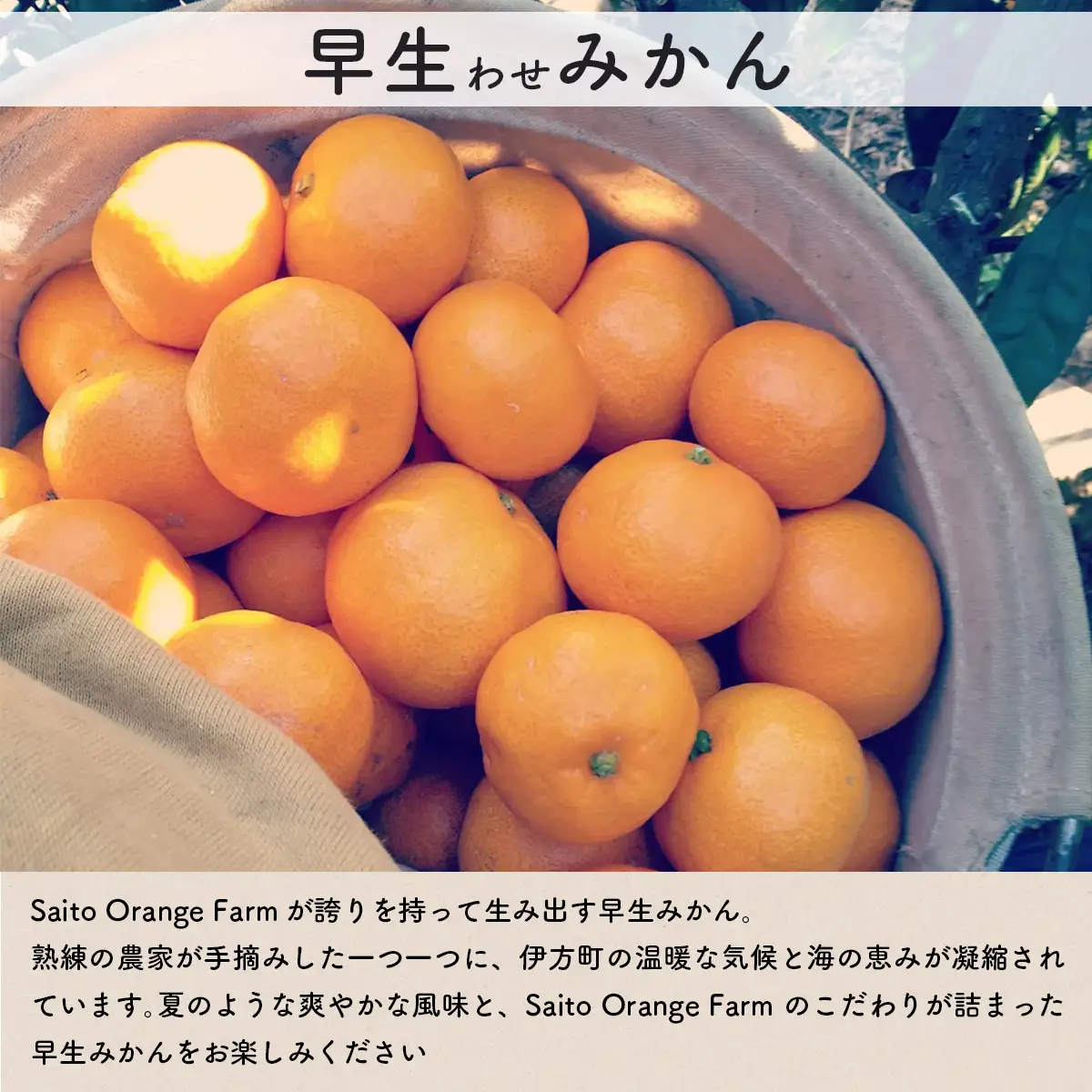 【先行予約】Saito Orange Farmの早生(わせ)みかん5kg（2026年11月下旬頃より順次発送予定） IKTAQ020