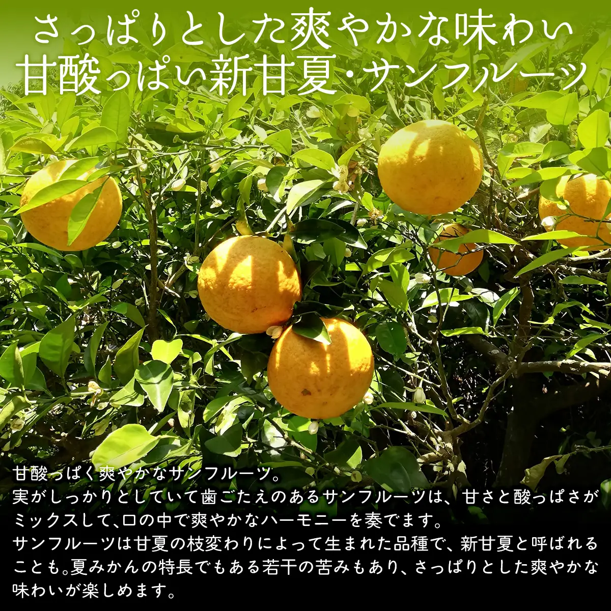 【栽培期間中農薬不使用】【先行受付】【数量限定】農園直送！愛媛県産サンフルーツ 10kg （2027年4月下旬頃より順次発送） IKTG012