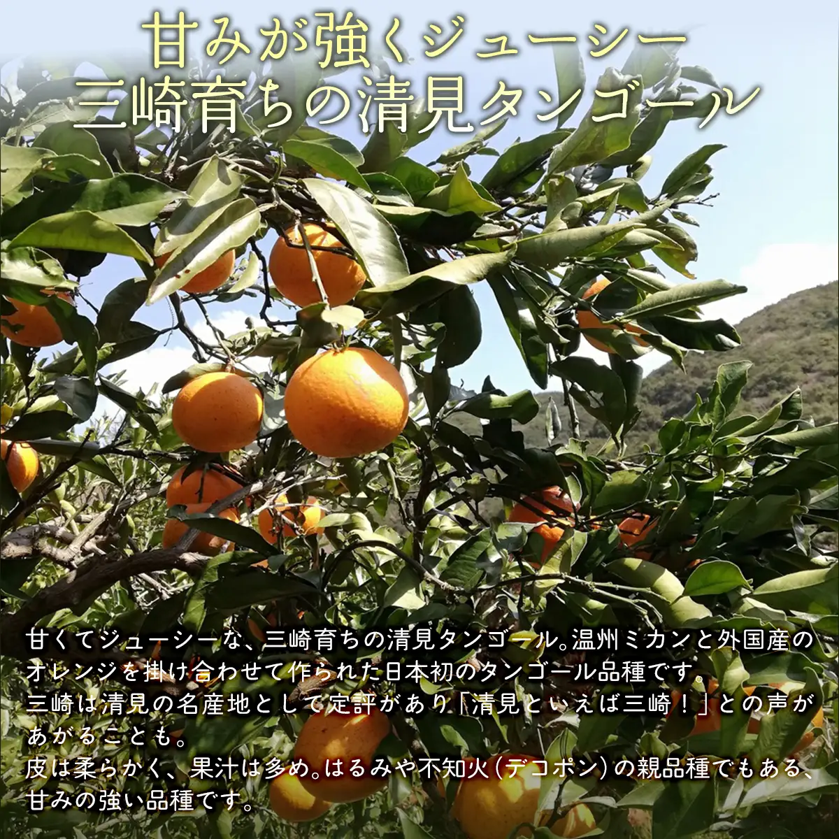 【栽培期間中農薬不使用】【先行受付】【数量限定】農園直送！愛媛県産 きよみ 10kg （2027年3月上旬頃より順次発送） IKTG022