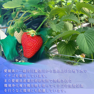 【2026年7月下旬から発送】紅い雫 冷凍イチゴ 1.5kg いちご 冷凍【WN0036】