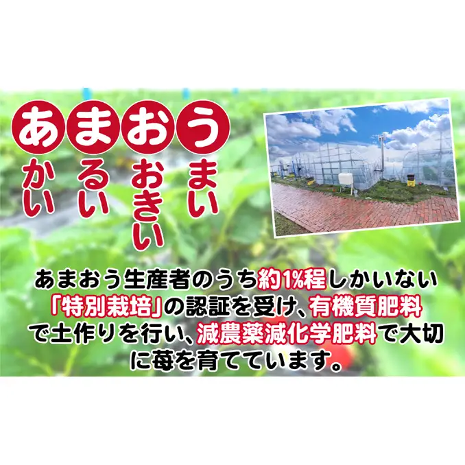 定期便 2回 うるう農園 2027年1月発送 特選 あまおう 400g ゆう美果樹園 2027年9月発送 ピオーネ 1～3房 約1kg いちご ピオーネ セット ※配送不可：離島