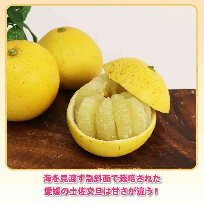 文旦 訳あり プチ土佐文旦 10kg 杉本屋 B010-143026