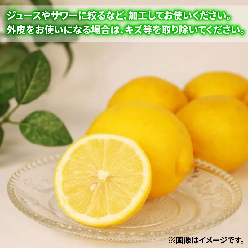 レモン 訳あり レモン 約5kg 南四国ファーム 国産 B010-035019