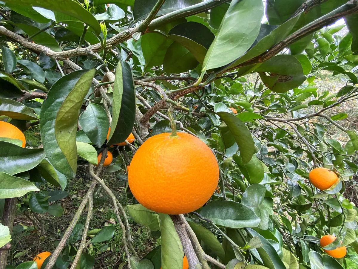 [2箱セット] ちょっと 傷あり 木成完熟 紅はっさく 2L ～ M ( 4玉 ～ 6玉 ) 手さげ箱 【2027年4月上旬～発送】