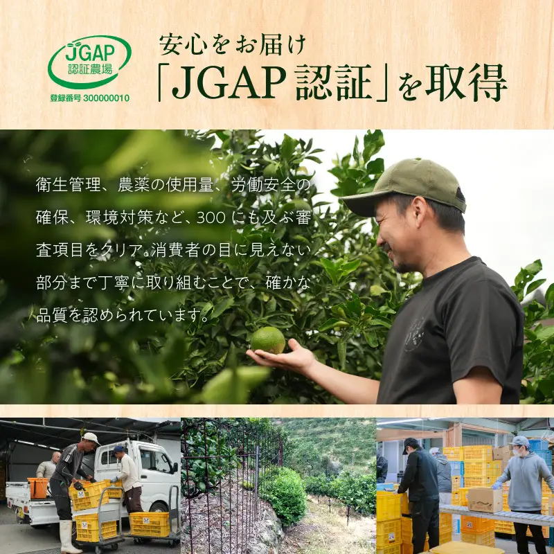 【2027年先行予約】【まごころ手選別】　せとか　化粧箱入り　(11～12玉)_ZE6496