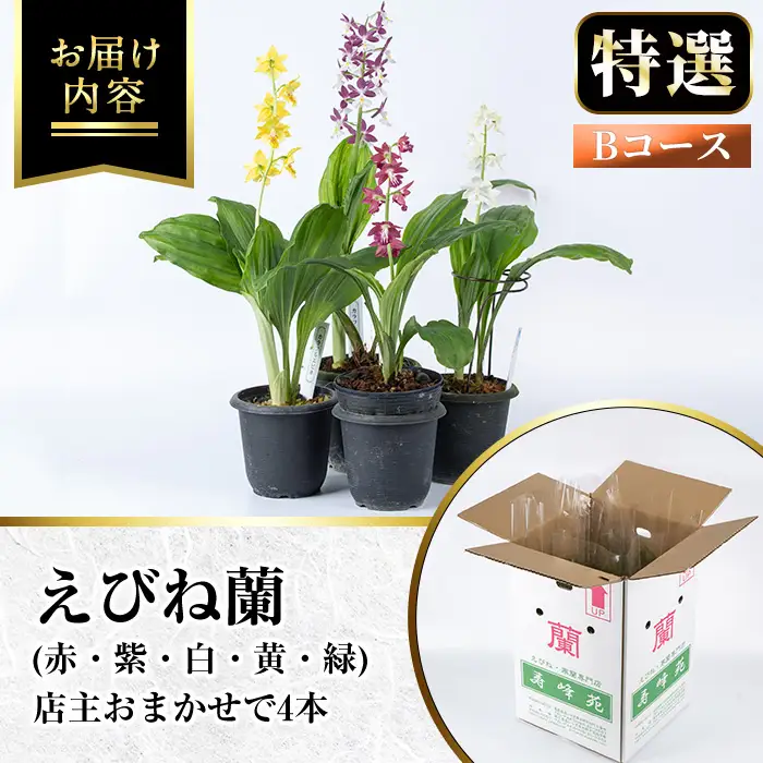 【個数限定】えびね蘭 4本 Bコース 開花済 鉢入り【00-045-08】