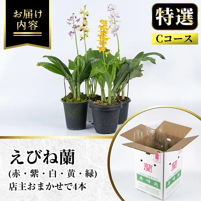 【個数限定】えびね蘭 4本 Cコース 開花済 鉢入り【00-045-09】