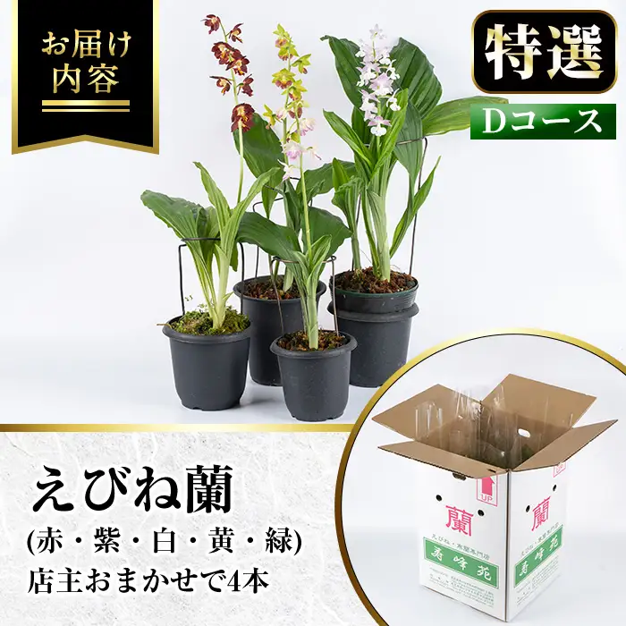 【個数限定】えびね蘭 4本 Dコース 開花済 鉢入り【00-045-10】