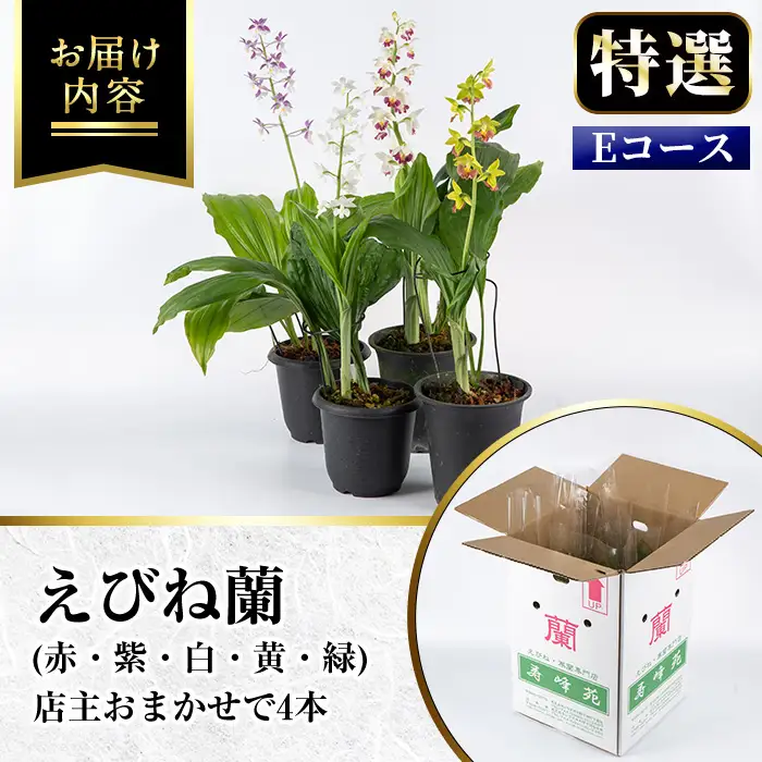 【個数限定】えびね蘭 4本 Eコース 開花済 鉢入り【00-045-11】