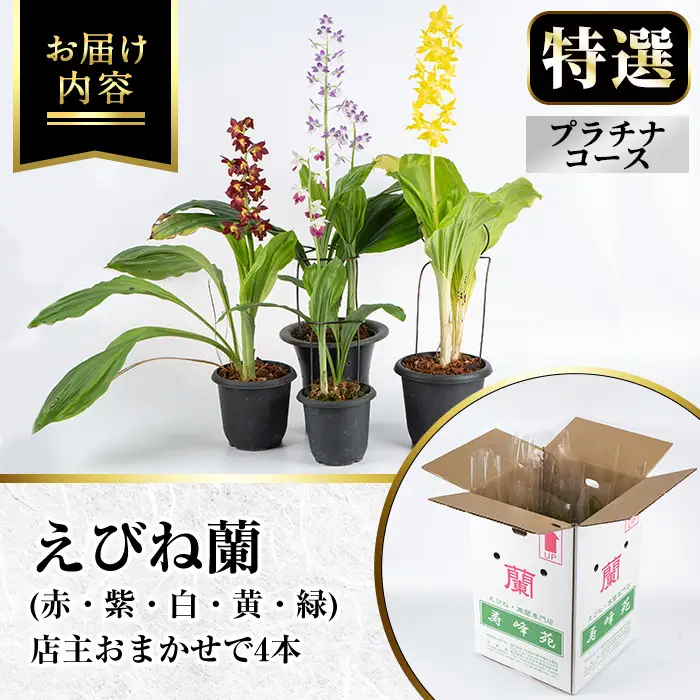 【個数限定】えびね蘭 4本 プラチナコース 開花済 鉢入り【00-045-12】