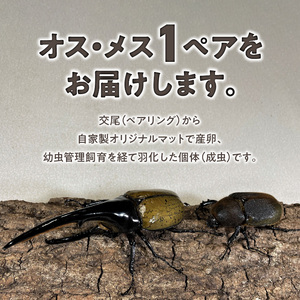 【ヘラクレスオオカブト】オス（150mm後半）・メス（サイズフリー）　1ペア_期間限定 ヘラクレスオオカブト オス 150mm後半 メス サイズフリー 1ペア カブトムシ ヘラクレス 虫 昆虫 成虫 ペアリング 自家製オリジナルマット 産卵 幼虫飼育管理 羽化 かぶとむし養殖工房ダイナステスPlus お取り寄せ 九州 福岡県 久留米市 送料無料 〔Pb009〕