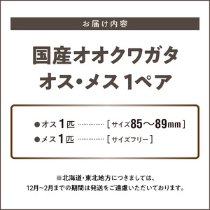 【国産オオクワガタ】大型個体 オス(80mm後半)・メス(サイズフリー) 1ペア_国産 オオクワガタ オス 80mm後半 メス サイズフリー 1ペア 大型個体 クワガタ 虫 昆虫 成虫 累代飼育 ペアリング 幼虫飼育管理 羽化 かぶとむし養殖工房ダイナステスPlus お取り寄せ 九州 福岡県 久留米市 送料無料 〔Pb011〕