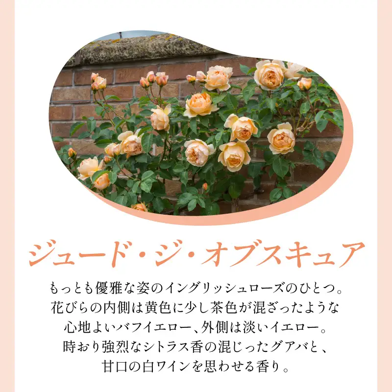 【イングリッシュローズ】デビッド・オースチン ジュード・ジ・オブスキュア6L鉢苗（バラ専用肥料付）【025D-029】
