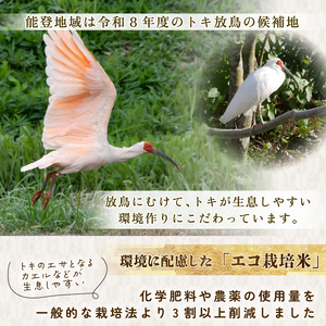 白米 10kg(5kg×2袋) 令和7年産 新米 精米 のと米 10kg