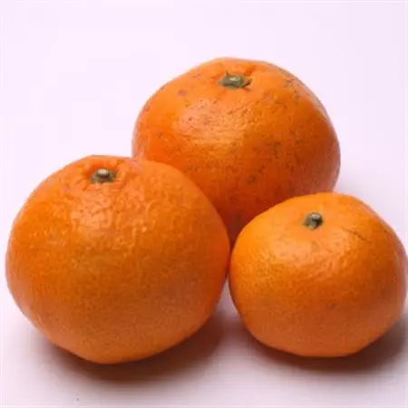 家庭用 蔵出しみかん1kg+250g(傷み補償分)【光センサー選果】【訳あり】【配送不可地域：離島・北海道・沖縄県】【1625404】