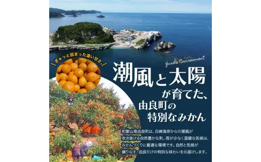 【 みかん 小玉 】薄皮で濃い甘さ！完熟由良みかん【こつぶ】7.5kg×1箱（2Sサイズ）和歌山県由良産※2026年11月下旬頃から12月下旬頃に順次発送予定/ 柑橘 ミカン 蜜柑 甘い 由良町 フルーツ 果物 くだもの 食品 人気 おすすめ 産地直送 由良町【ktym004-s-7d5】
