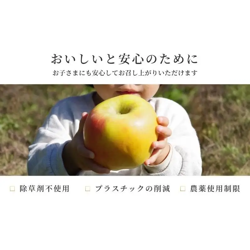 サンふじ 家庭用 5kg りんご リンゴ 林檎 サンふじ