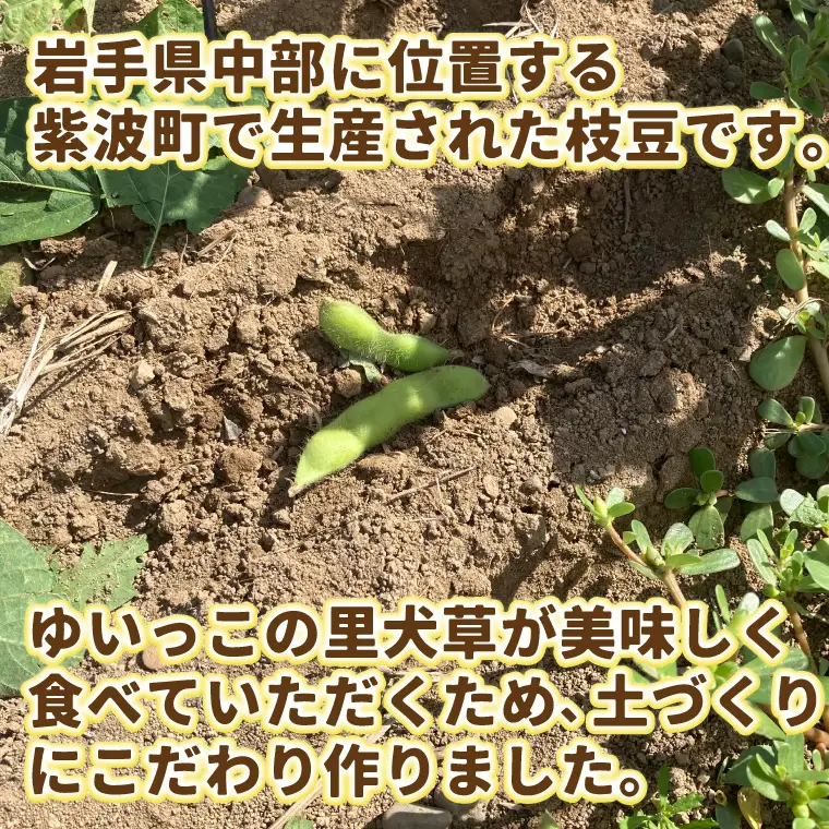 採れたて枝豆 1kg (250g×4袋) 2026年産 (DI008)