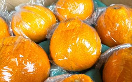 不知火 約3kg （約10玉程） 柑橘 果物 しらぬい みかん 蜜柑 くだもの 【2027年2月下旬発送開始】