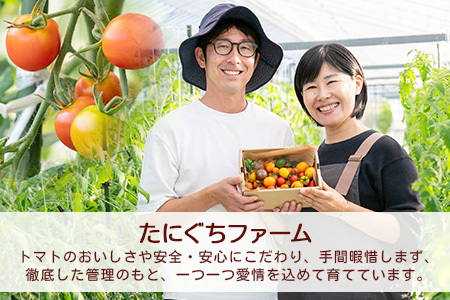 【3回定期便】【先行受付】2027年1月より順次発送予定【少量パック】完熟ミニトマト 360g (120gx3p) | トマト プチトマト 野菜 農家直送 ギフト 人気 佐賀県鹿島市 たにぐちファーム Ricotomato（リコトマト）～とりこになるトマト～ D-242