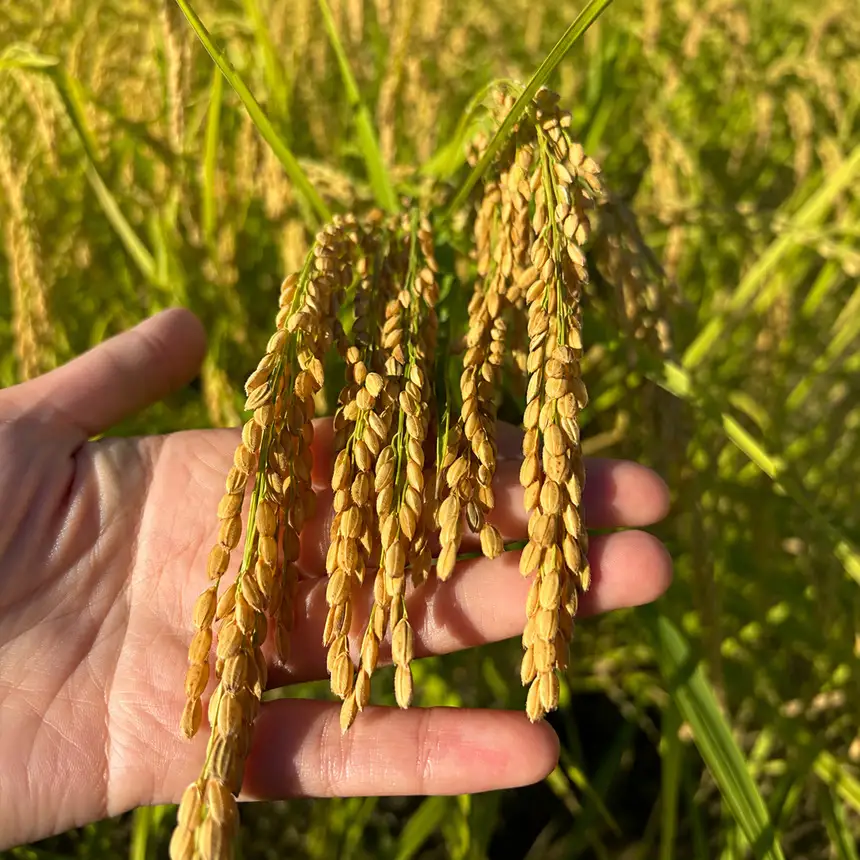 【令和8年産】【3回定期便】コシヒカリ 5kg（農薬・化学肥料不使用） ｜ 北アルプス高橋農園