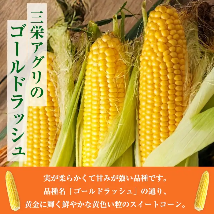 スイートコーン ゴールドラッシュ 北海道 8本 2026年8月下旬より発送 【三栄アグリ】　A7093