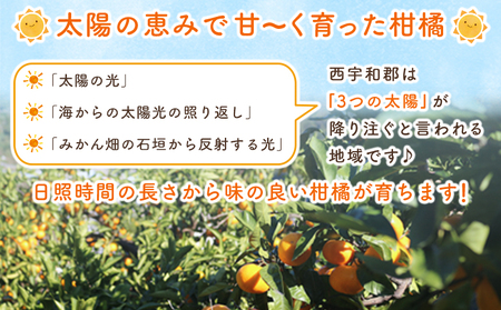 ＜マーマレード・ジャム 3種セット＞ 国産 愛媛県産 西宇和 マーマレード ジャム セット 3個 産地直送 季節のジャム みかん ミカン 果物 フルーツ 柑橘 オレンジ 蜜柑 手作り 果実 手作りジャム 小林果園 愛媛県 西予市 【常温】『1か月以内に順次出荷予定』OKE0004