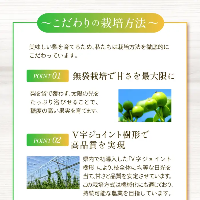 新甘泉3kg箱(鳥取県大山町産梨)【梨 新甘泉 赤秀 先行予約 季節限定 赤梨 3kg 5玉～8玉 なし 贈答用 期間限定 果物 フルーツ くだもの 数量限定】