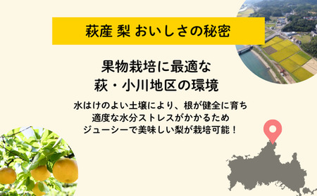 梨 詰め合わせ 先行予約 約6玉 小川梨 季節の品種 萩産