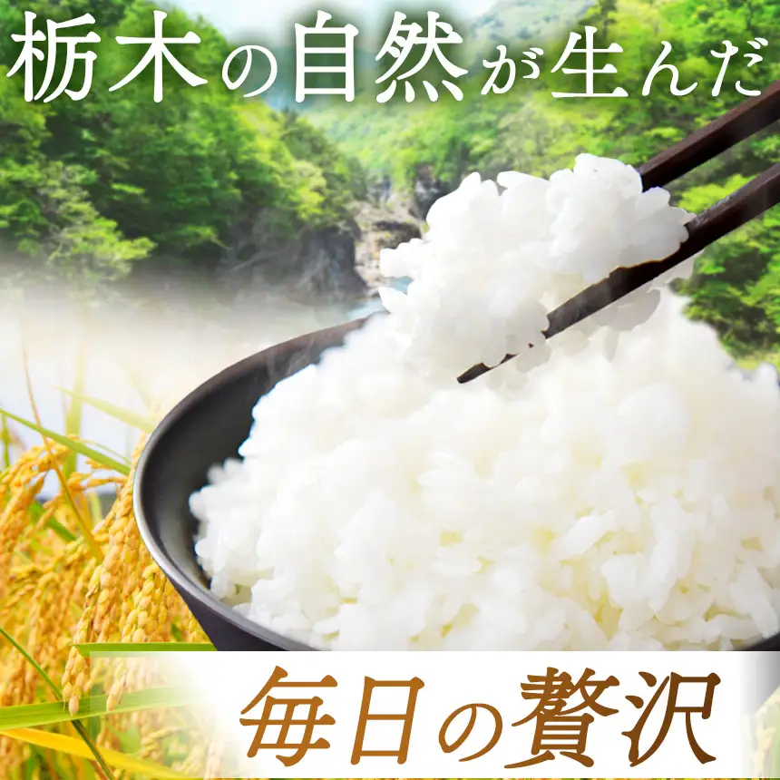 栃木県産 コシヒカリ10kg（5kg×2袋）【栃木県共通返礼品 栃木県産】AB | 栃木県 下野市