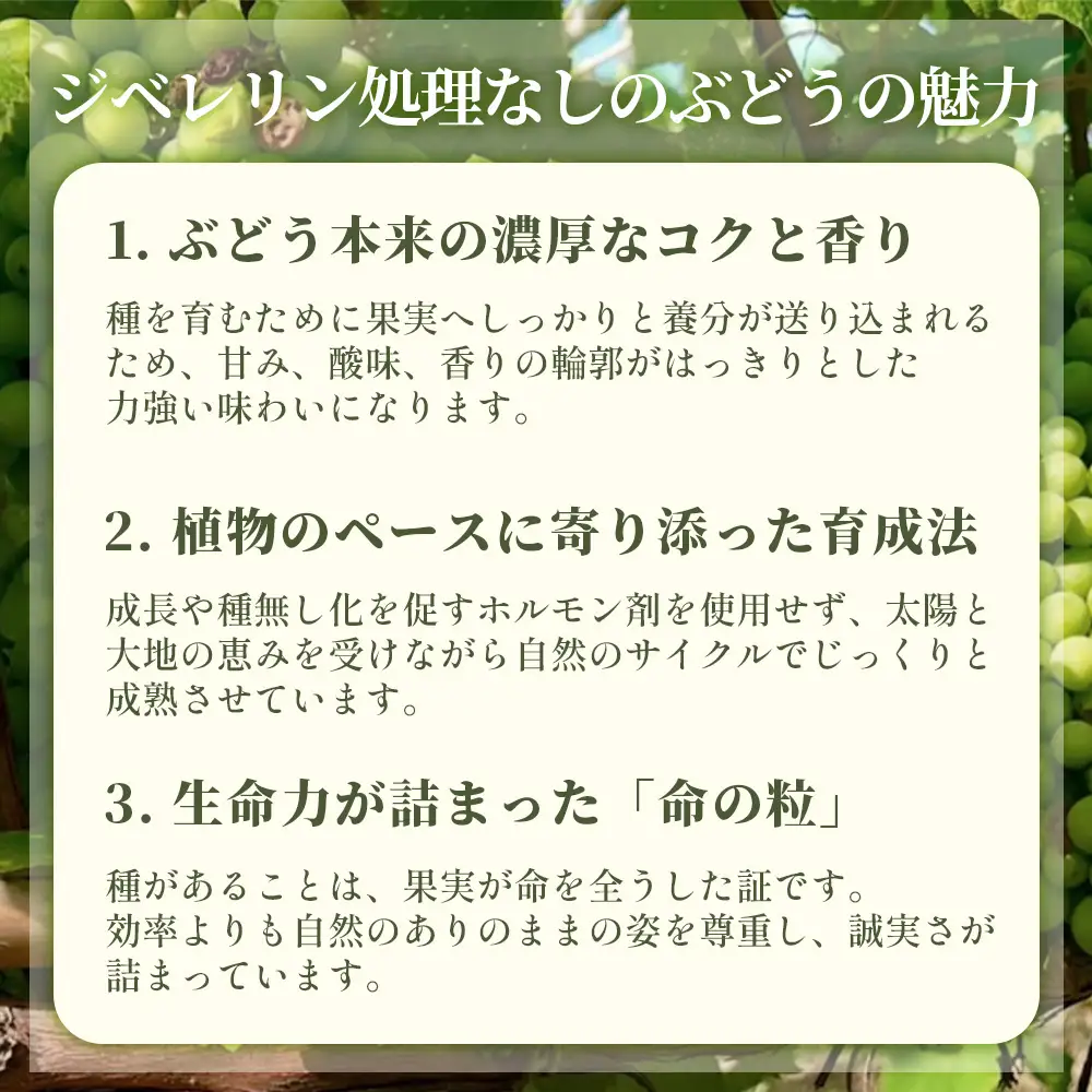 無農薬 ジベレリン処理なし種ありぶどう お楽しみボックス 計約2kg  [No.205]