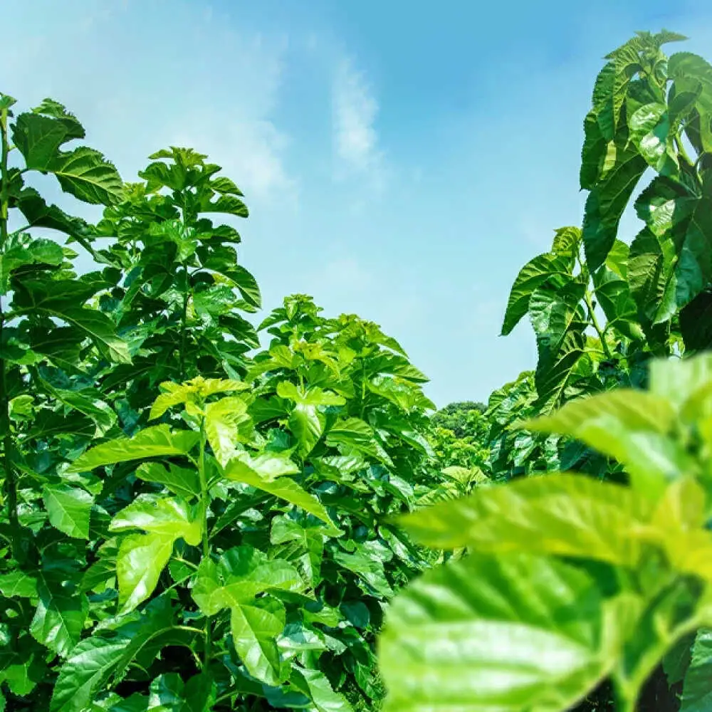 樹木医が育てた桑の葉茶（粉末）50g×3袋 お茶[AYBM016]