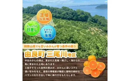 温州みかん 2kg 2S～2Lサイズ混合 11月発送 / 温州 ミカン 農家直送　完熟 密柑 くだもの  果実  柑橘 果物 フルーツ 和歌山県 由良町 人気 おすすめ 産地直送 ※2026年11月中旬頃～11月下旬頃に順次発送予定【nktn004-r-2-nov】