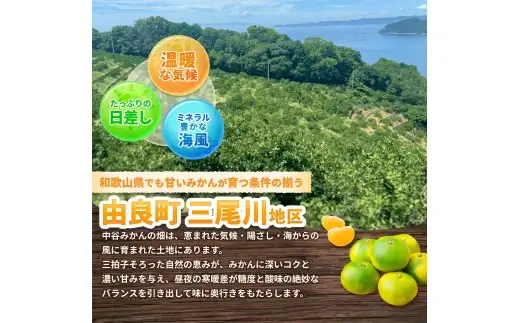 ゆら早生みかん 2kg / 柑橘 和歌山県 由良町 極早生 早生 早生みかん 柑橘 甘い 完熟 密柑 人気 おすすめ くだもの 果物 フルーツ  農家直送 産地直送 ※2026年10月中旬頃～10月下旬頃に順次発送予定【nktn003-r-2】