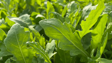 つくばみらい市 で栽培した セルバチカ ( ワイルドルッコラ ) 300g