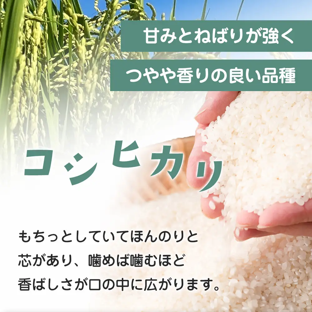 令和8年産 栃木県大田原市産コシヒカリ「富米」 白米 10キロ ｜米 お米  コメ こしひかり 10kg 大田原いそ農園