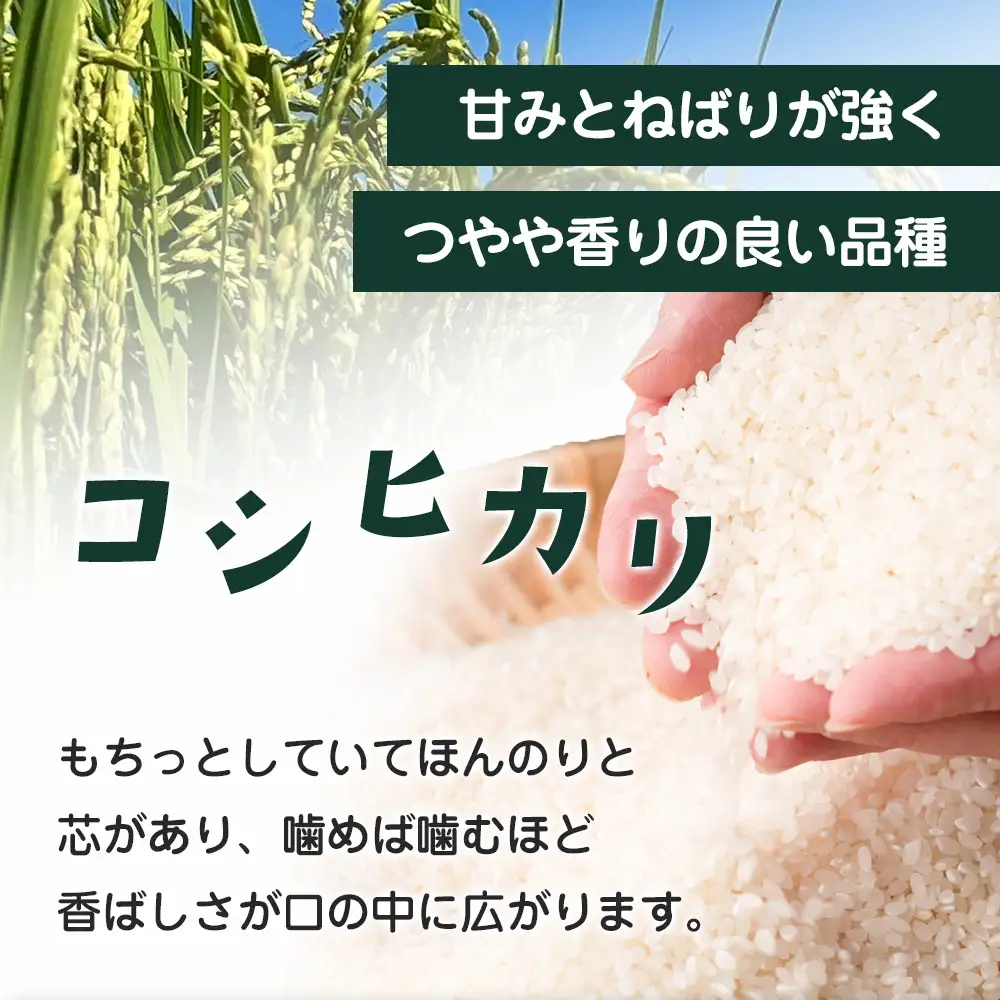  令和8年産 栃木県大田原市産コシヒカリ「富米」 白米 5キロ ｜米 お米  コメ こしひかり 5kg 大田原いそ農園