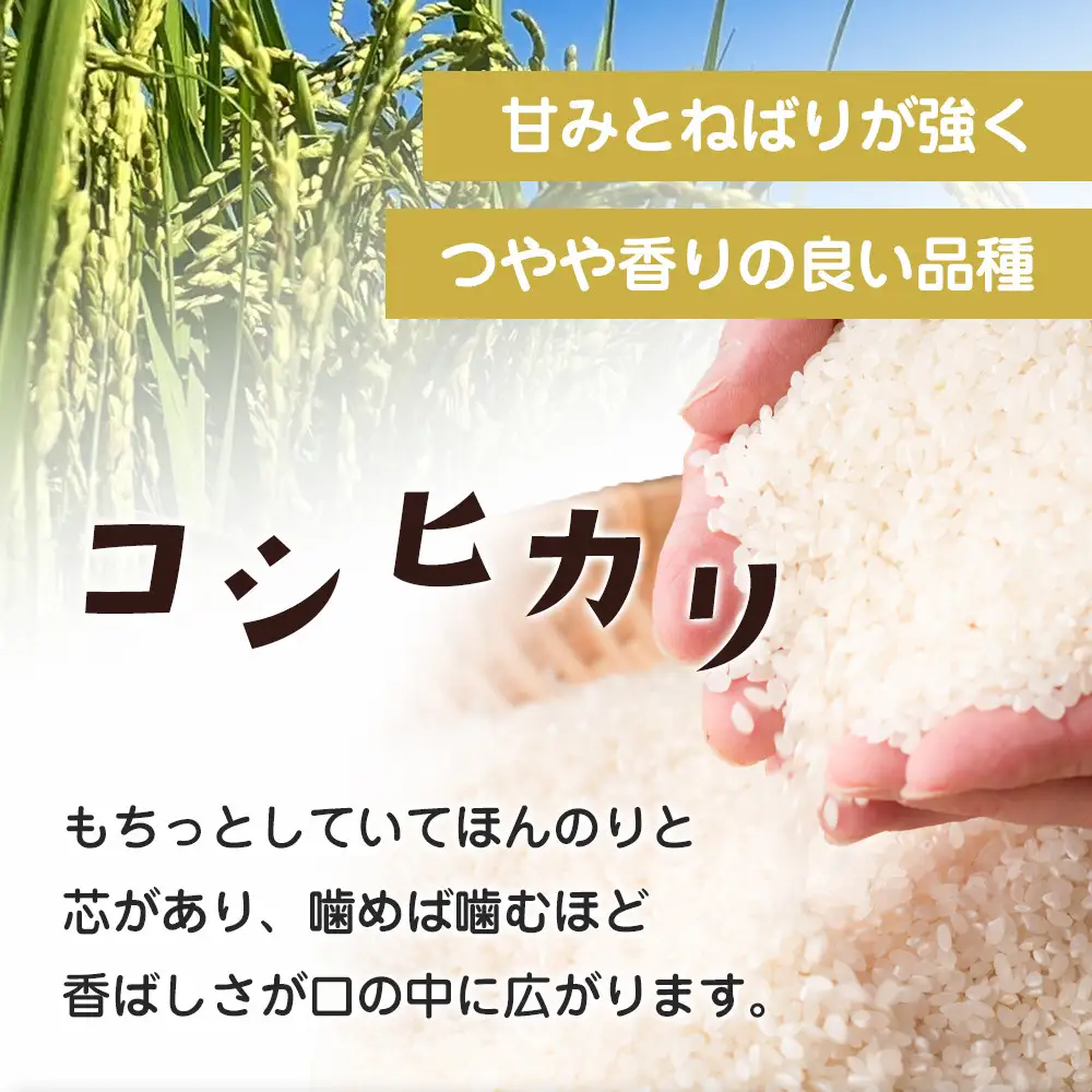 令和8年産 栃木県大田原市産コシヒカリ「富米」 無洗米 10キロ｜米 お米  無洗米 コメ こしひかり 10kg 大田原いそ農園