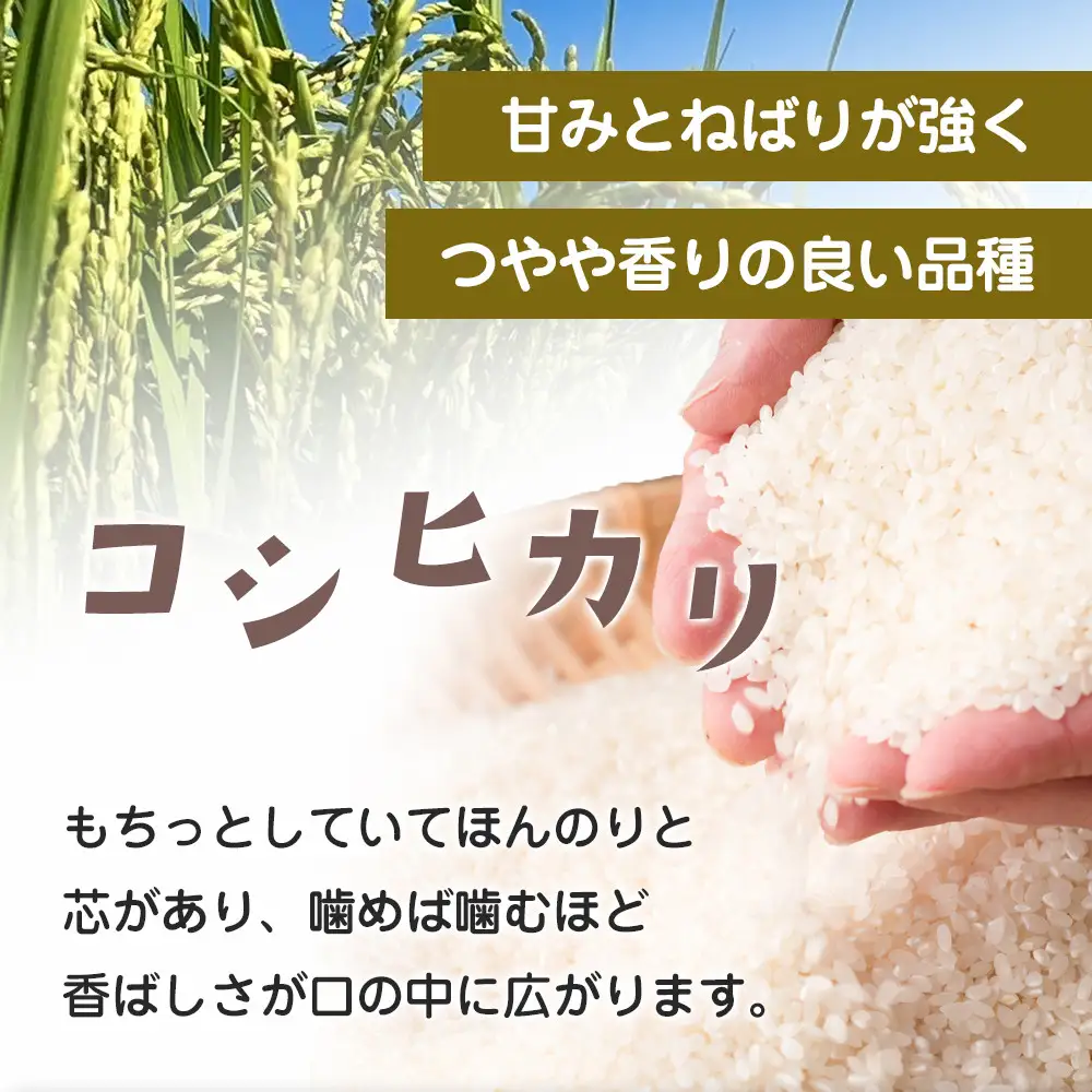 令和8年産 栃木県大田原市産コシヒカリ「富米」 無洗米　5キロ ｜米 お米  無洗米 コメ こしひかり 5kg 大田原いそ農園